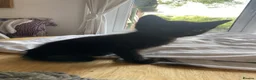 British Shorthair cats for sale: 4 Black Kittens in Dover - Advert 4