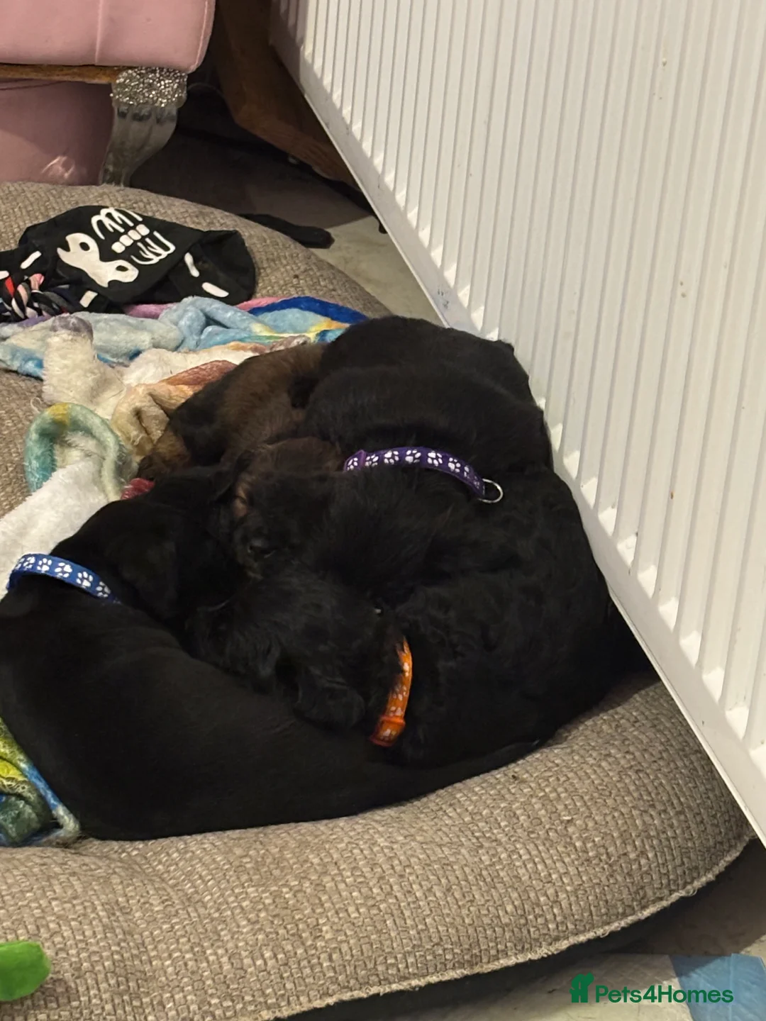 Mixed Breed dogs for sale: One girl puppie - Advert 5