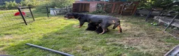 Rottweiler dogs for sale: Rottweiler puppies West Sussex / Surrey border - Advert 12