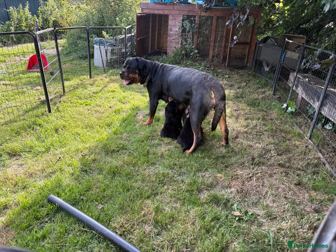 Rottweiler dogs for sale: Rottweiler puppies West Sussex / Surrey border - Advert 12