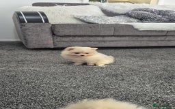 Pomeranian dogs for sale: Pomeranian stunning puppies  - Image 5