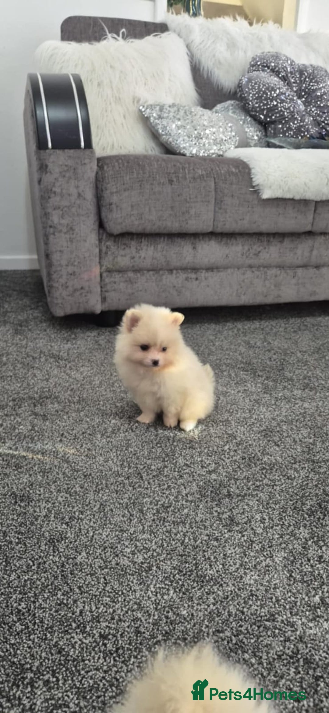 Pomeranian dogs for sale: Pomeranian stunning puppies  - Image 5