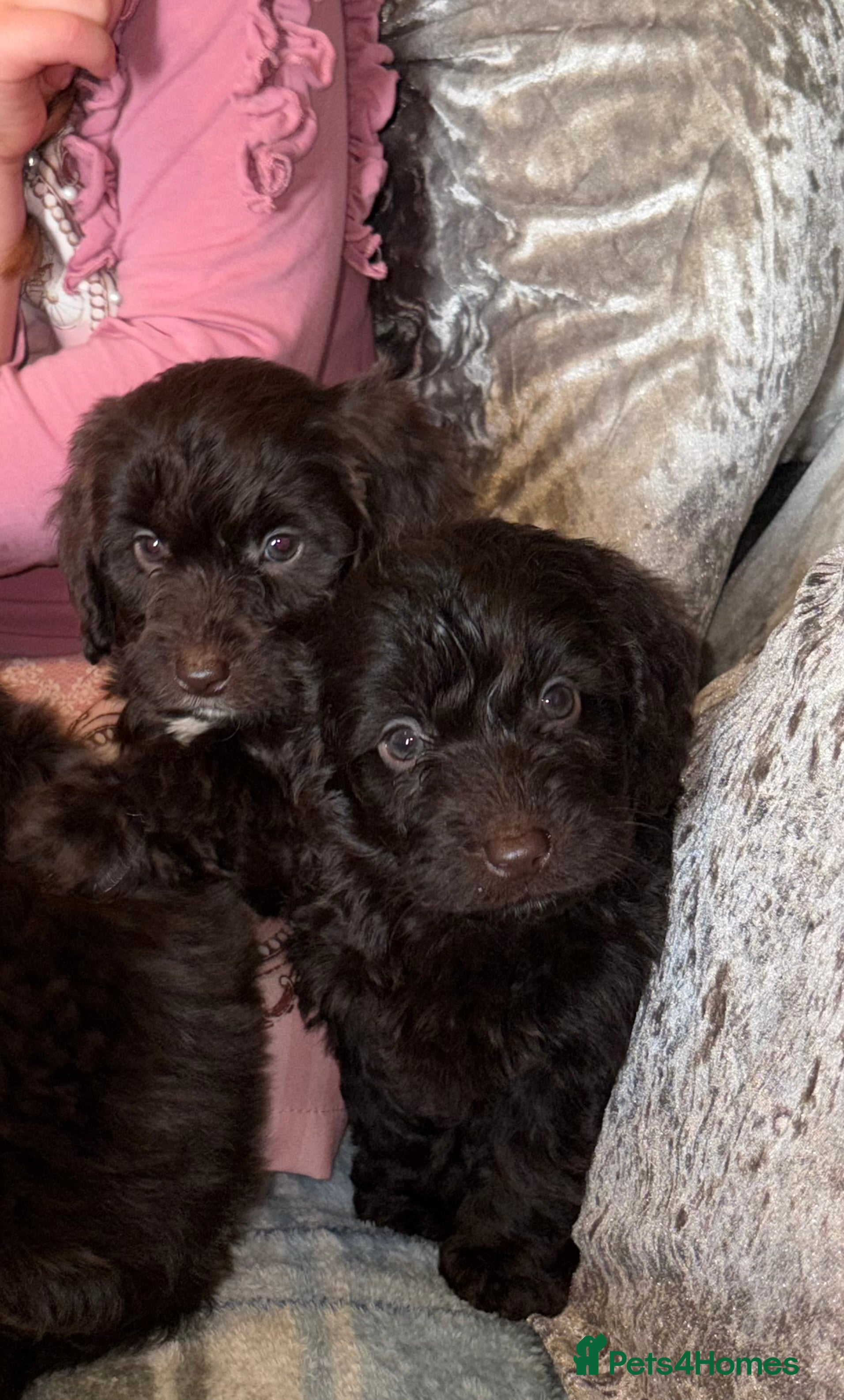 Cockapoo dogs Cockatoo Puppys - Advert 10