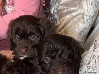 Cockapoo dogs Cockatoo Puppys - Advert 1