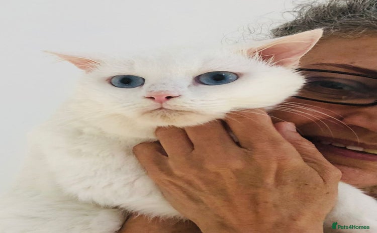 Mixed Breed cats - Advert 1