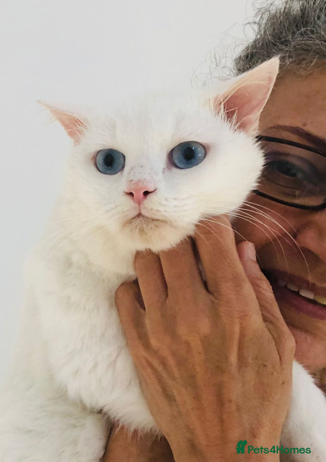 Mixed Breed cats for adoption: LENNON - MIX TURKISH ANGORA BOY PERFECT HEALTH  - Image 1