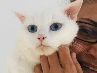 Mixed Breed cats LENNON - MIX TURKISH ANGORA BOY PERFECT HEALTH - Advert 11