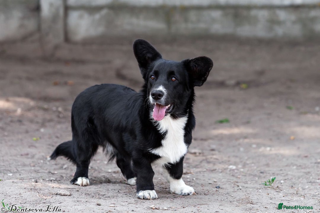 Welsh Corgi Pembroke dogs for adoption: RALPH – Welsh Corgi Pembroke (Male) - Advert 2
