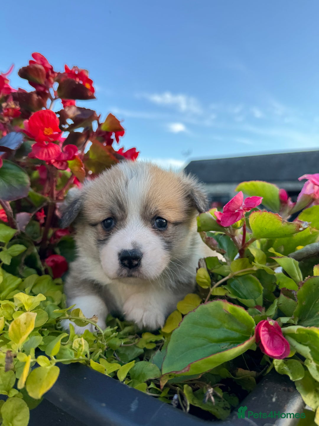 Welsh Corgi Pembroke dogs for sale: Show Quality puppies - Image 25