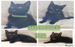 Mixed Breed cats for sale: 5 beautiful kittens for sale.Read the description. - Image 11