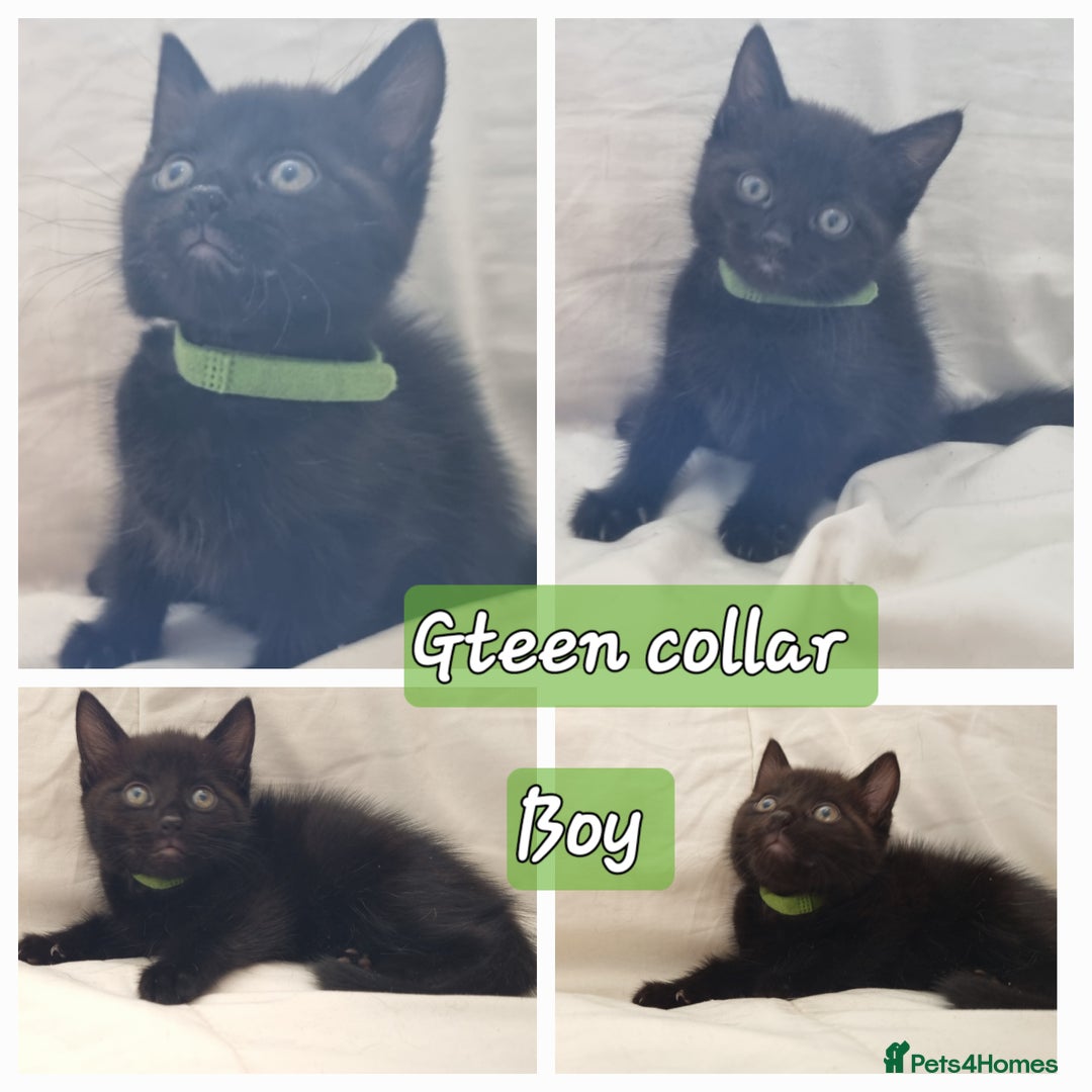 Mixed Breed cats for sale: 5 beautiful kittens for sale.Read the description. - Image 11