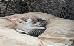 British Shorthair cats for sale: 4 adorable 9 week old kittens for sale - Image 5