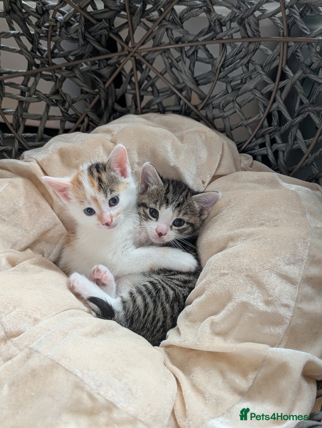 British Shorthair cats for sale: 4 adorable 9 week old kittens for sale - Image 5