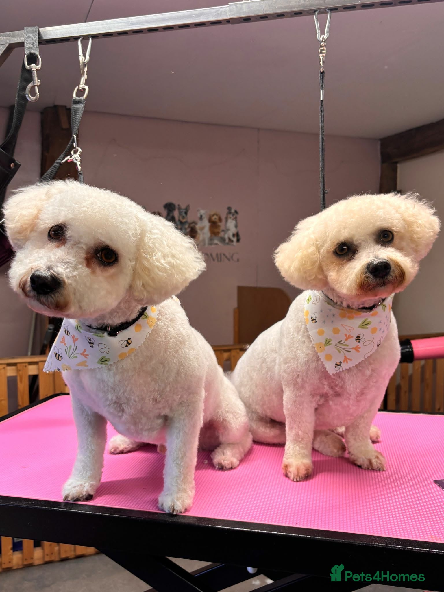 Mixed Breed dogs DAISY & BILLY - BONDED PAIR  - Advert 3