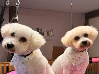 Mixed Breed dogs DAISY & BILLY - BONDED PAIR - Advert 3