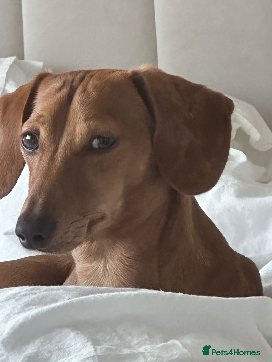 Miniature Dachshund dogs for sale: Mini sausage looking for loving home - Image 3