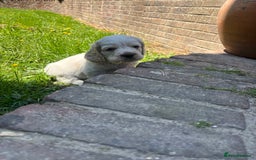 Mixed Breed dogs for sale: Clumber x Cocker Puppies  in Warminster - Image 12