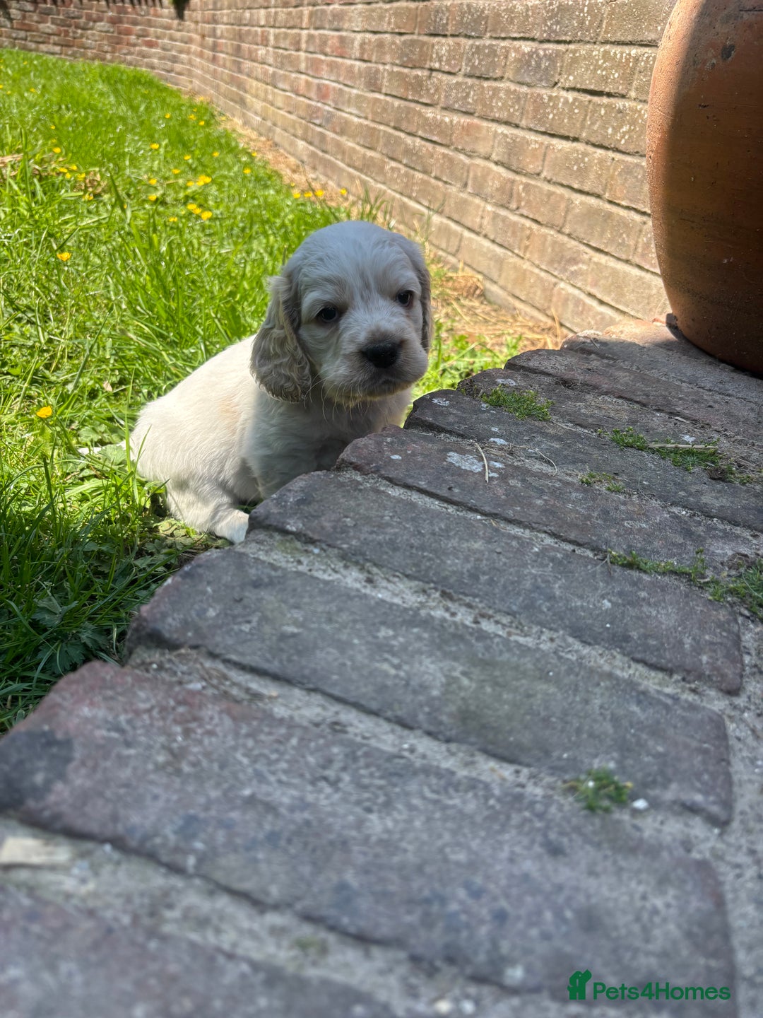 Mixed Breed dogs for sale: Clumber x Cocker Puppies  in Warminster - Image 12
