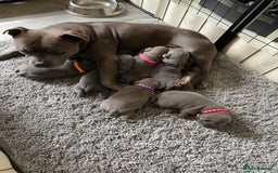 Staffordshire Bull Terrier dogs for sale: solid blues - Image 4