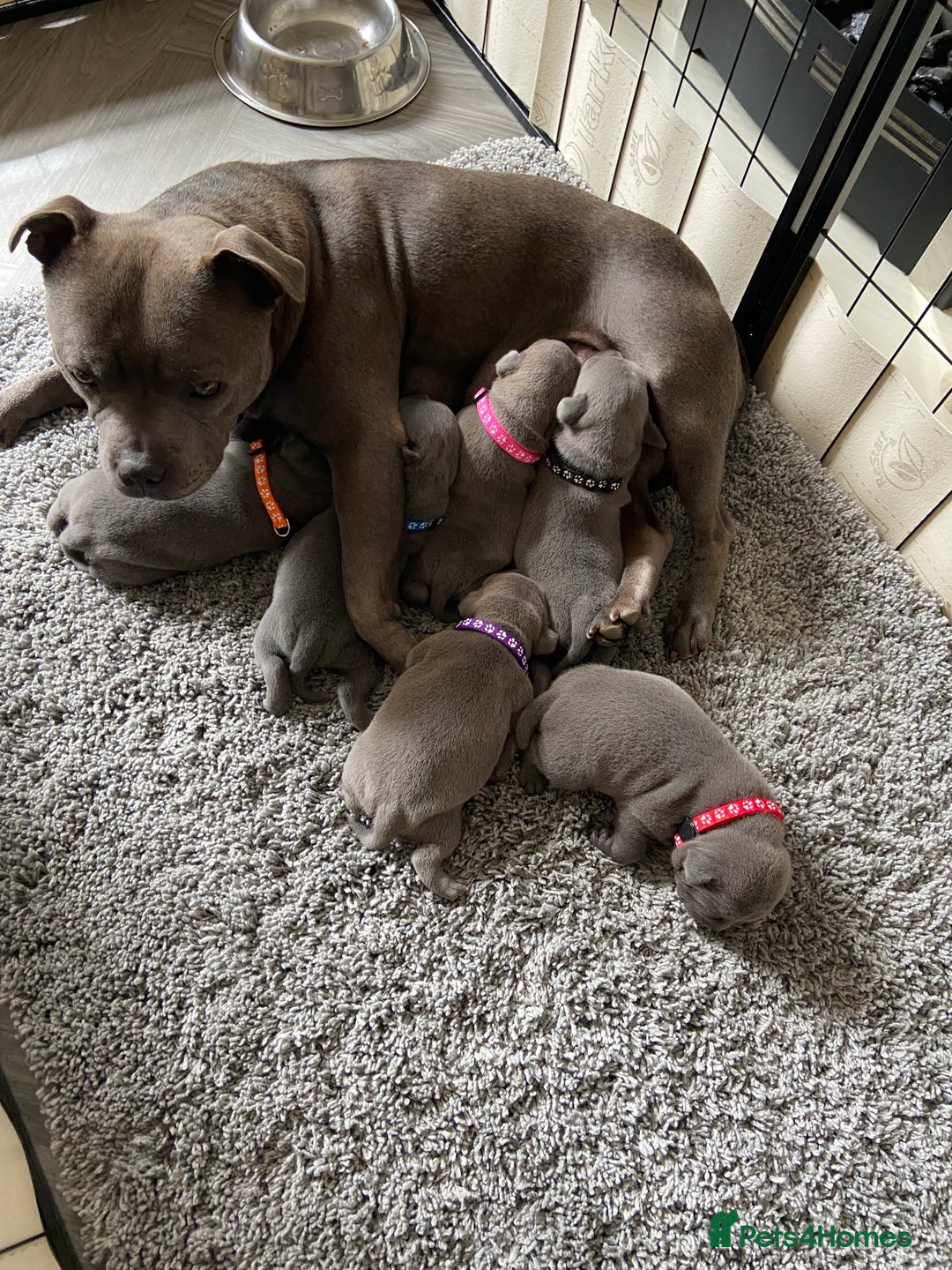 Staffordshire Bull Terrier dogs for sale: solid blues - Image 4