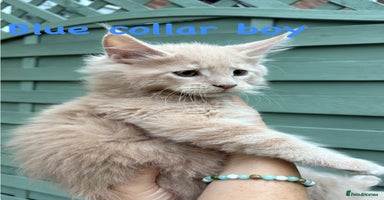 Maine Coon cats - Advert 2