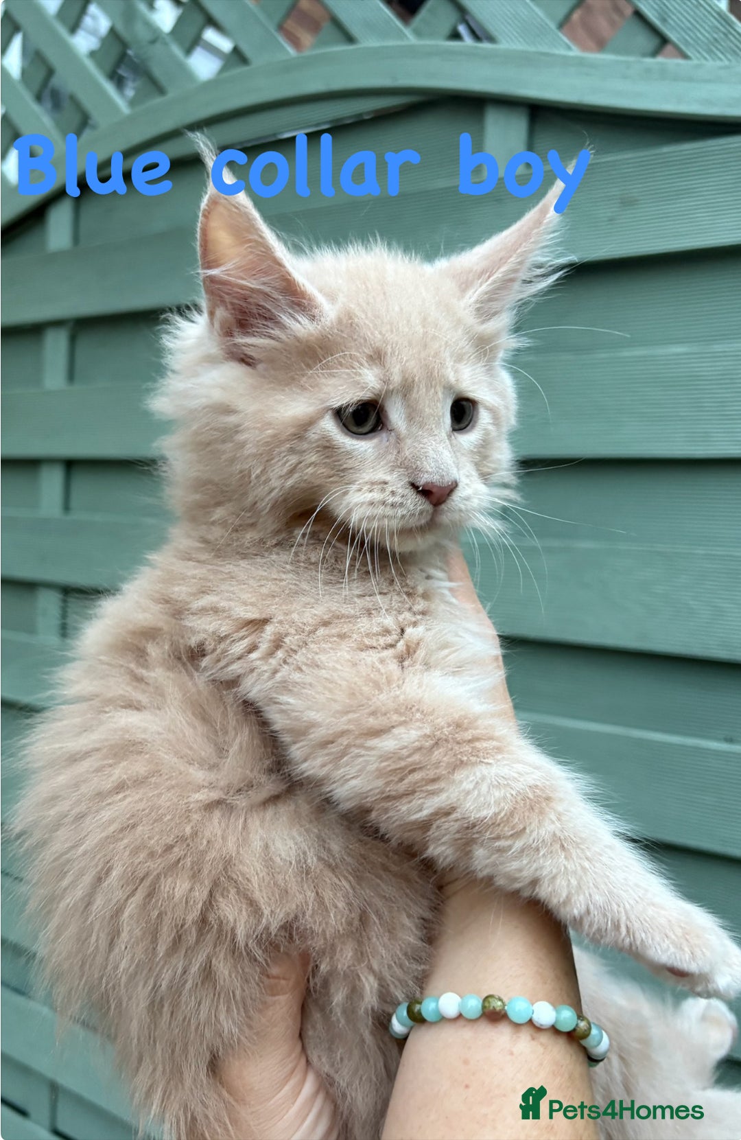 Maine Coon cats for sale: Beautiful Maine coon kittens for sale - Image 3