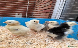 Chickens poultry for sale: Brahma, faverolles and quail chicks - Image 6