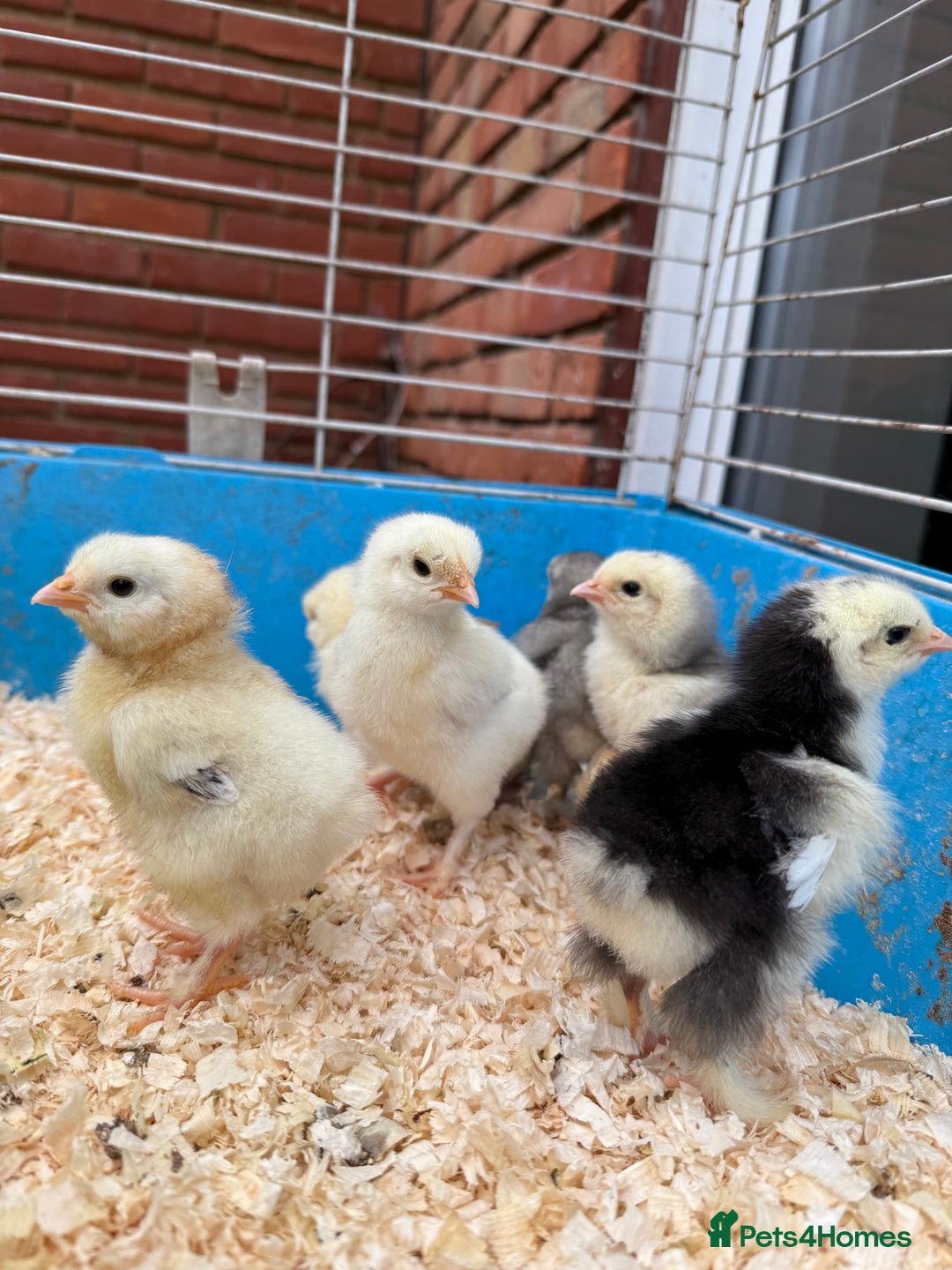 Chickens poultry for sale: Brahma, faverolles and quail chicks - Image 6