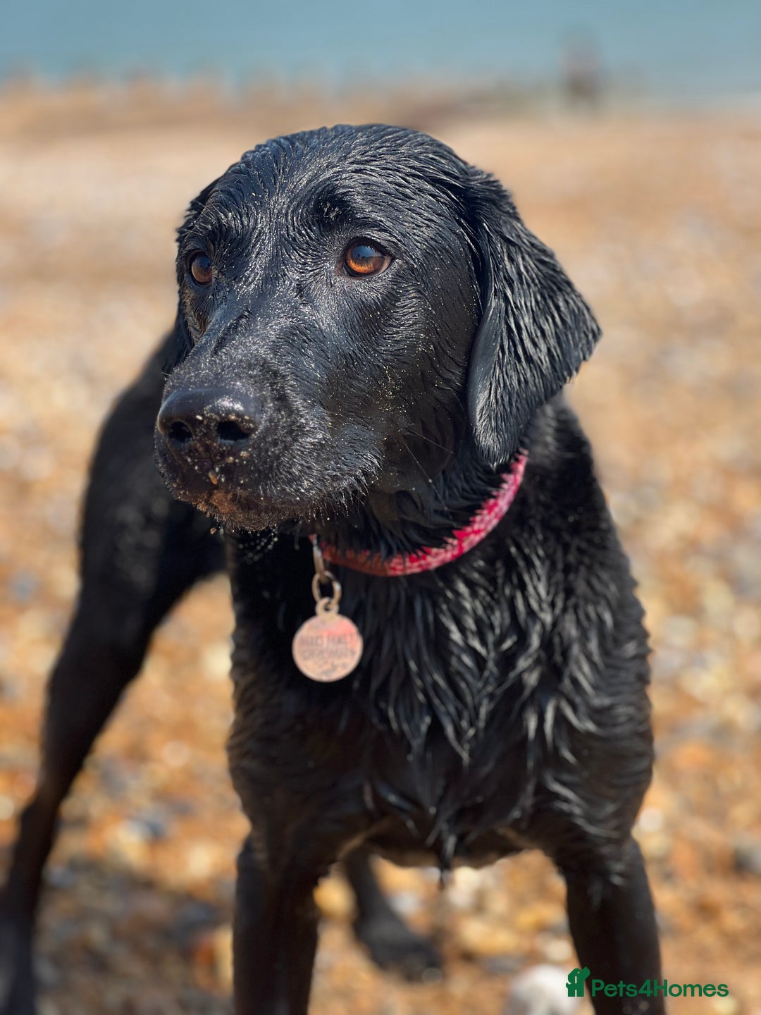 Labrador Retriever dogs for sale: Home bred labrador puppies - Advert 4