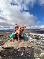 Cockapoo dogs - Advert 1