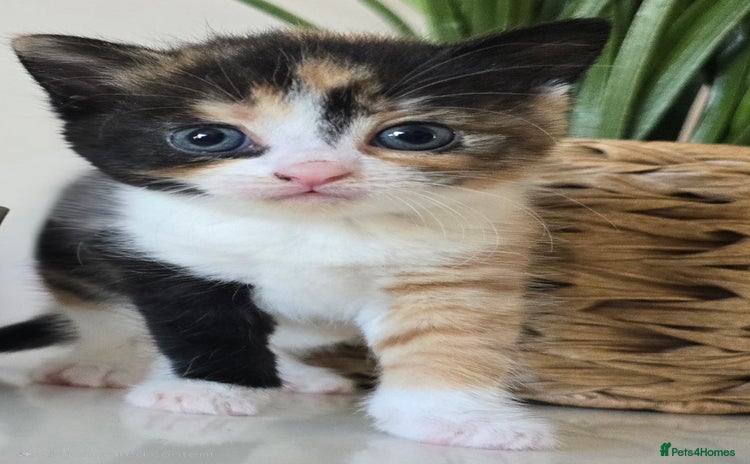Mixed Breed cats - Advert 4