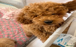 Toy Poodle dogs for sale: Nela  - Image 3