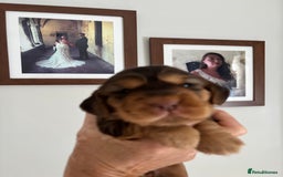 Cocker Spaniel dogs for sale: Outstanding kc reg cocker spaniel puppies - Image 8