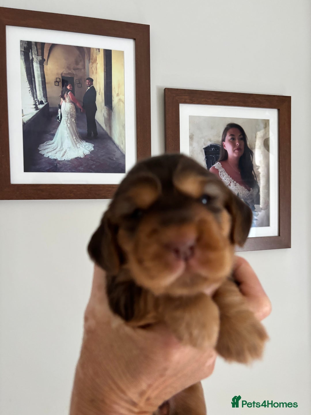 Cocker Spaniel dogs for sale: Outstanding kc reg cocker spaniel puppies - Image 8