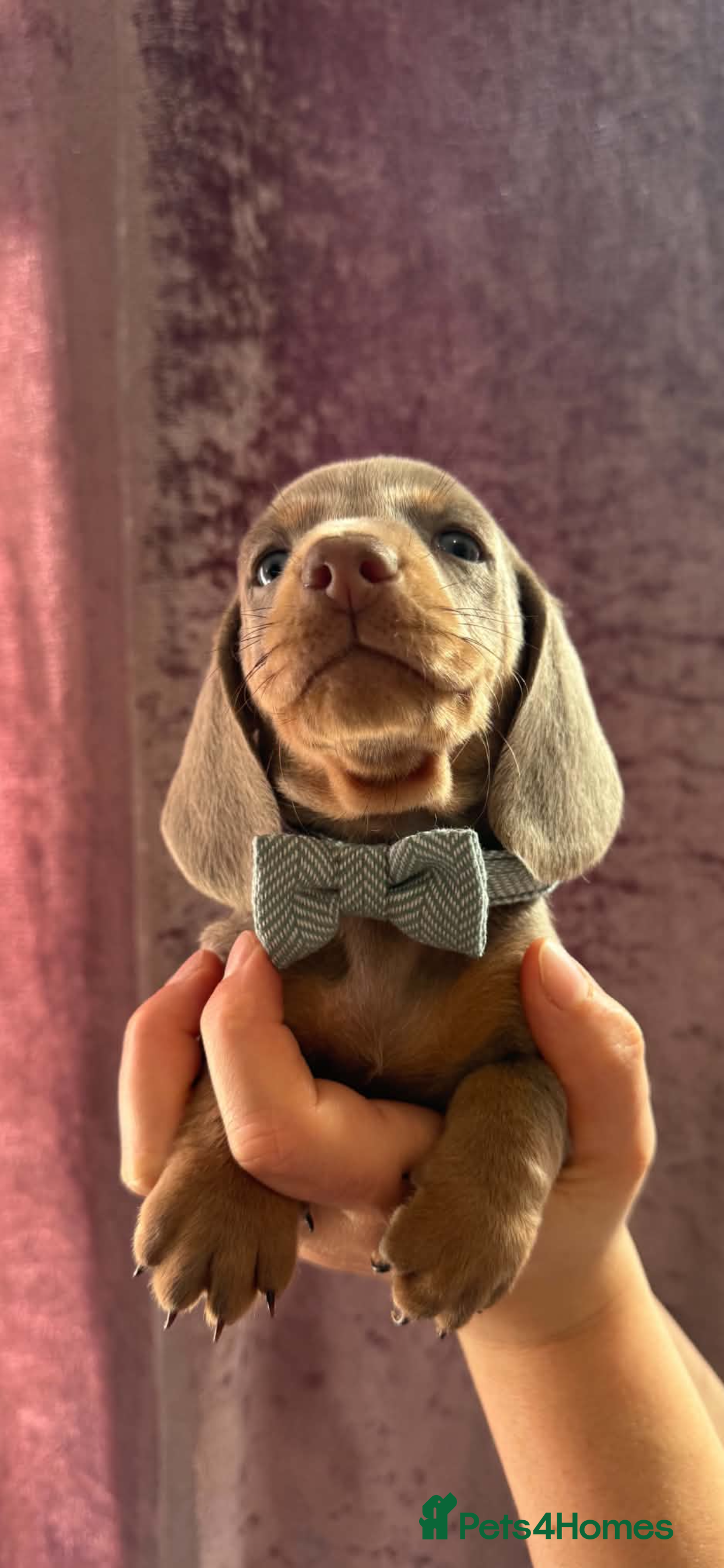 Dachshund dogs 9 Miniature Dachshunds – Ready 19th October! - Advert 1