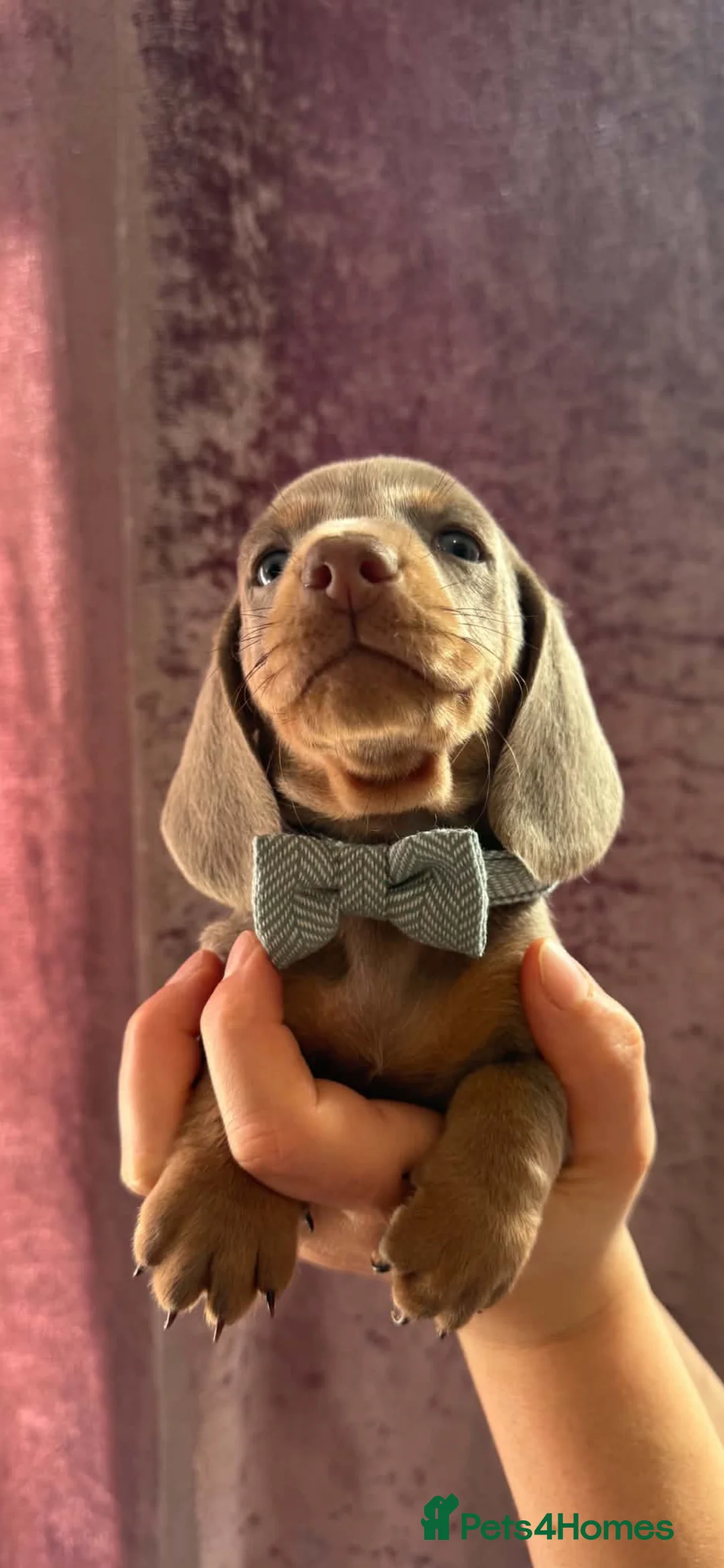 Dachshund dogs for sale: 9 Miniature Dachshunds – Ready 19th October! in Bolton - Advert 1