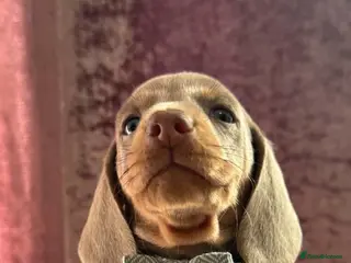 Dachshund dogs 9 Miniature Dachshunds – Ready 19th October! - Advert 1