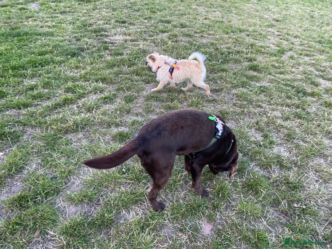 Mixed Breed dogs for sale: Re-homing Labrador and Shih tzu x pug - Advert 8