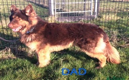 German Shepherd dogs for sale: Straight-topline German Shepherd puppies - Image 21