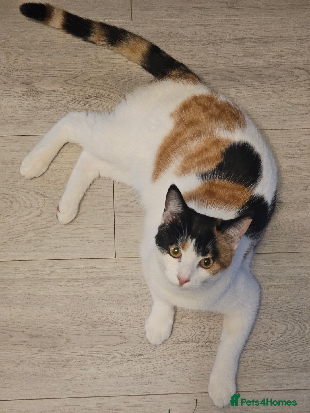 Domestic Shorthair cats for sale: Winky - Calico Cat - Female - Advert 5
