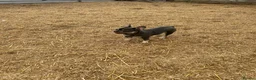 French Bulldog dogs for sale: 3 year old female French bulldog  - Advert 3