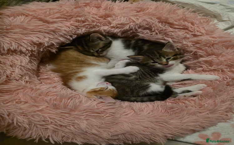 Mixed Breed cats - Advert 5