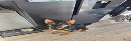German Shepherd dogs for sale: 11 month old male German shepherd  in Great Yarmouth - Advert 7