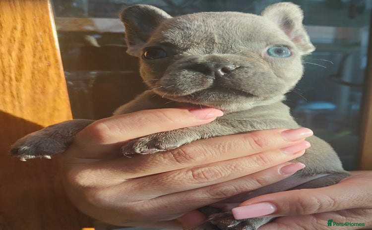 French Bulldog dogs - Advert 1