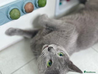 Russian Blue cats in Northampton - Advert 7