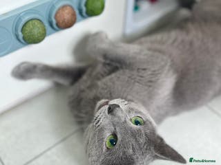 Russian Blue cats TICA & GCCF Genetically tested Russian Blue Stud in Northampton - Advert 17