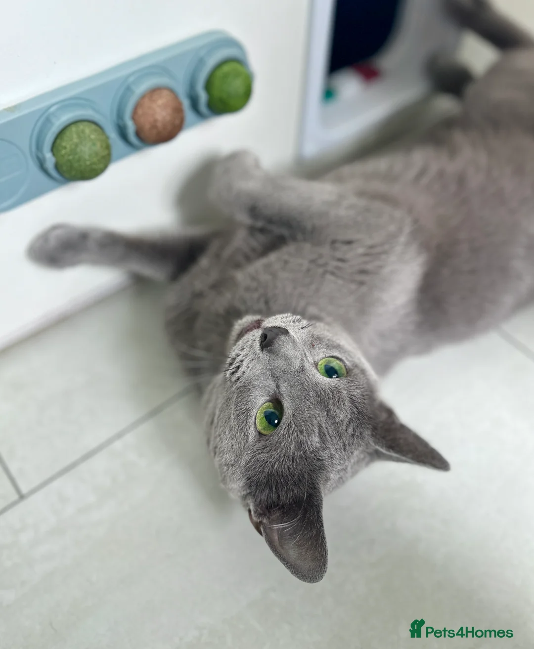 Russian Blue cats for stud: TICA & GCCF Genetically tested Russian Blue Stud in Northampton - Advert 1