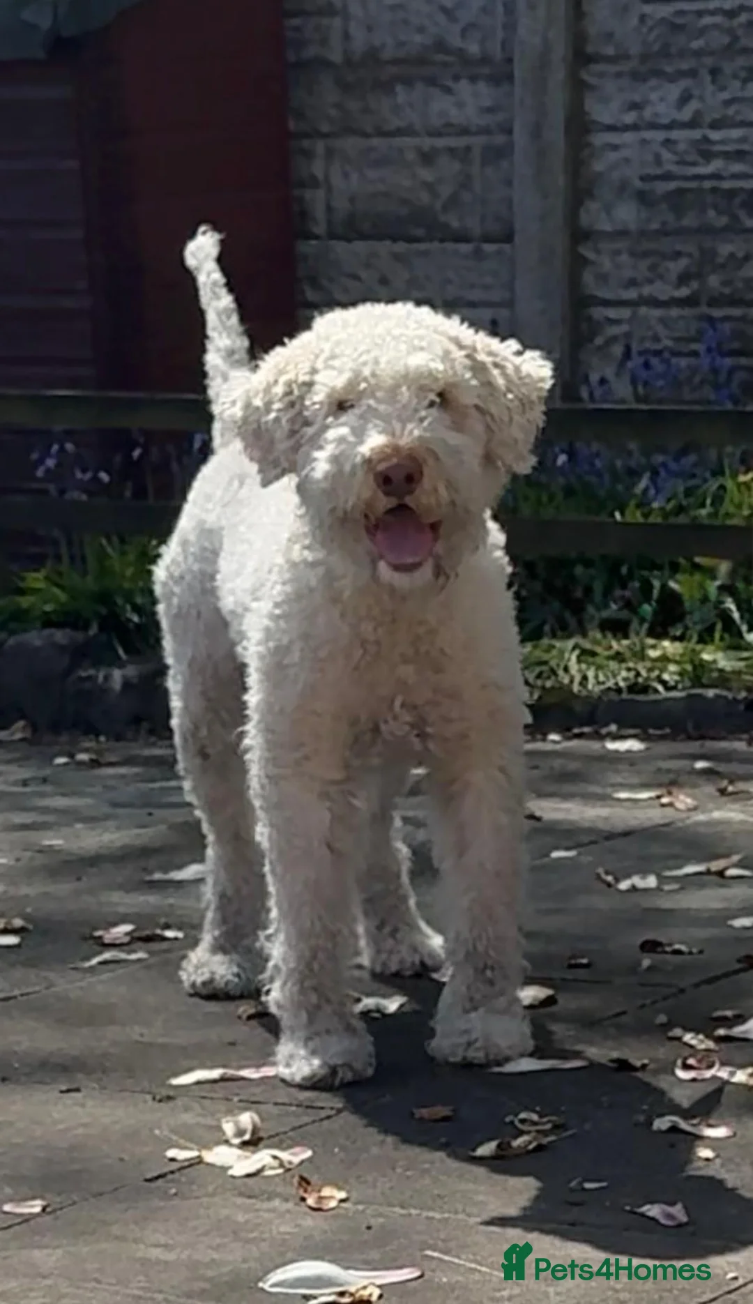Lagotto Romagnolo dogs for sale: 5 years old boy looking for a home  in Wigan - Advert 1
