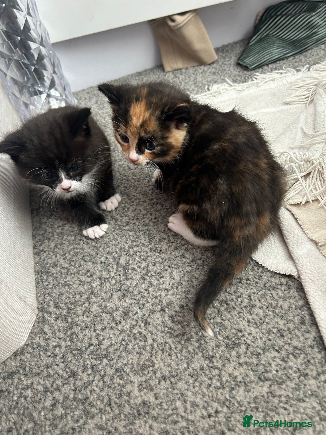 Mixed Breed cats for sale: Gorgeous Kitten - Image 6