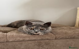 British Shorthair cats for sale: British Short Hair Kitten please read description - Image 3